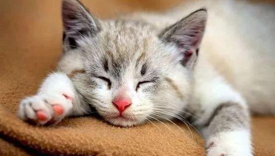 猫咪生病了能喂人吃的头孢吗? 猫咪生病了能喂人吃的头孢吗?