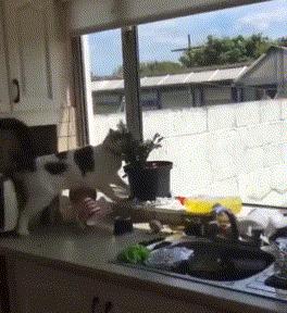 为什么你家猫咪总在凌晨三点蹦迪？