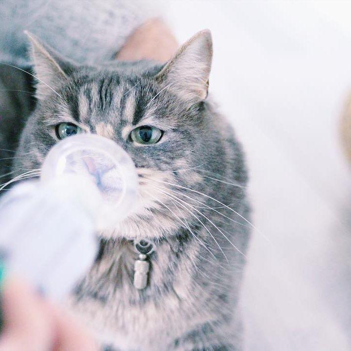 猫咪咳嗽不停是感冒还是中毒？