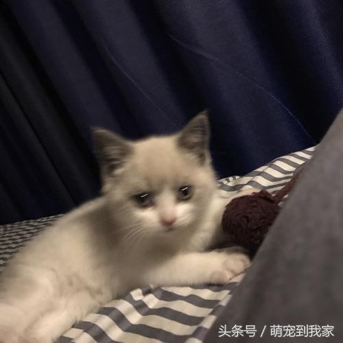 猫咪肉垫形状真的能判断性格吗? 猫咪肉垫形状真的能判断性格吗?