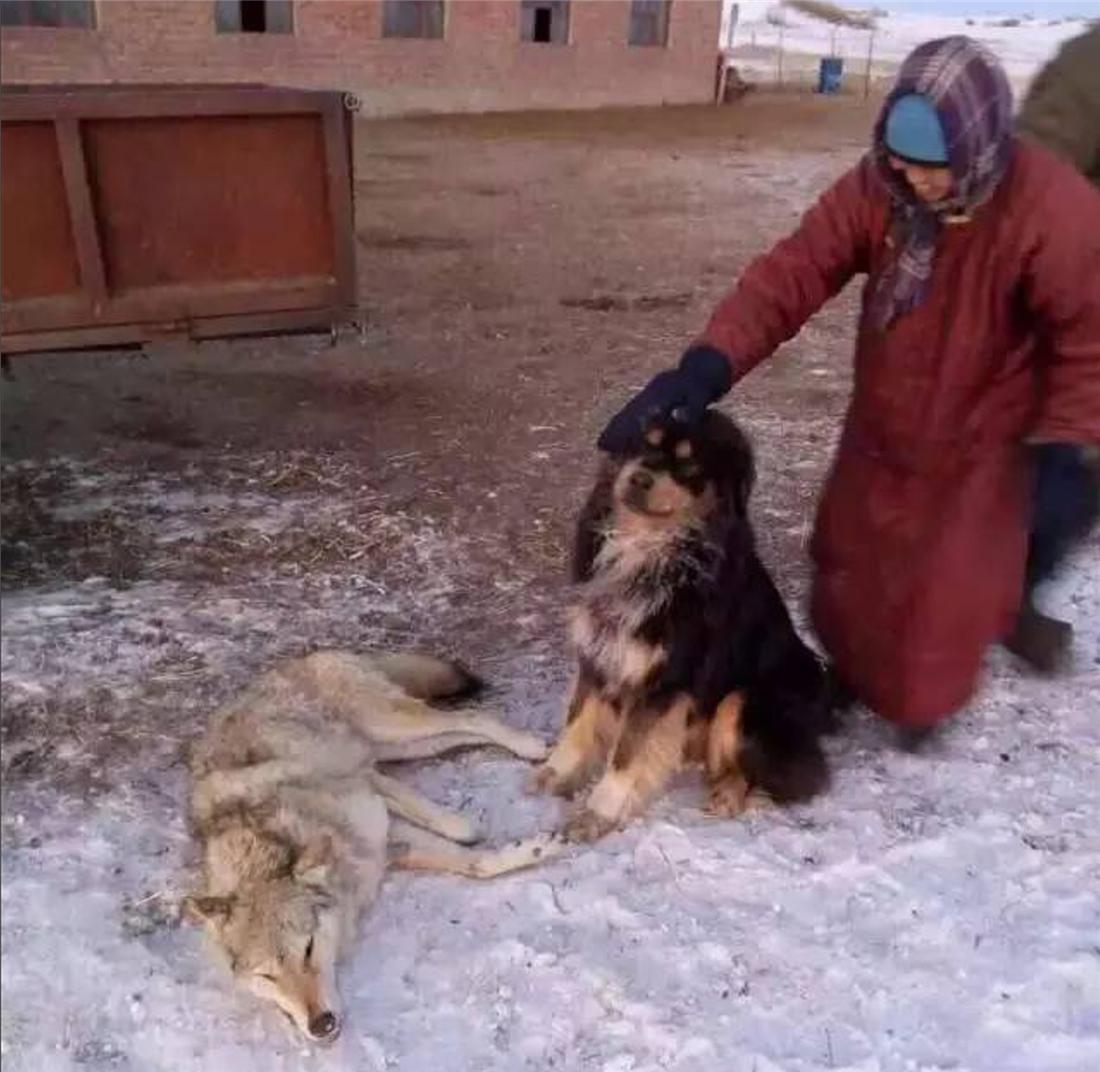 为什么你的羊群总在牧场迷路？