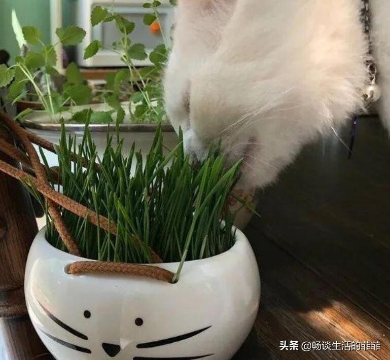 猫咪吃吊兰会中毒吗?新手铲屎官必看生存指南 猫咪吃吊兰会中毒吗?新手铲屎官必看生存指南