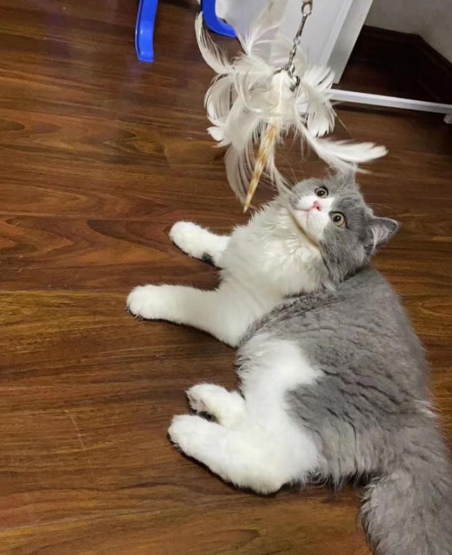 猫咪打针前洗澡会害它发烧吗？