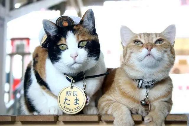 2025年梦见阴人预示什么?3大星座危机化解全指南 2025年梦见阴人预示什么?3大星座危机化解全指南