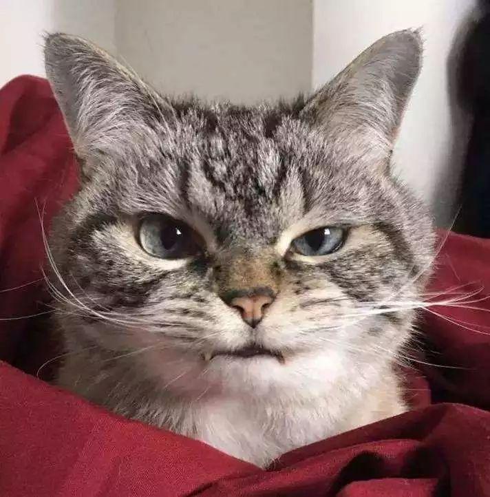 为什么猫咪看到黄瓜会原地起飞？