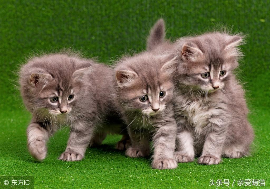 为什么我的猫咪总在游戏里迷路？