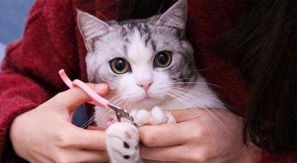 第一次给猫洗澡需要注意哪些坑？