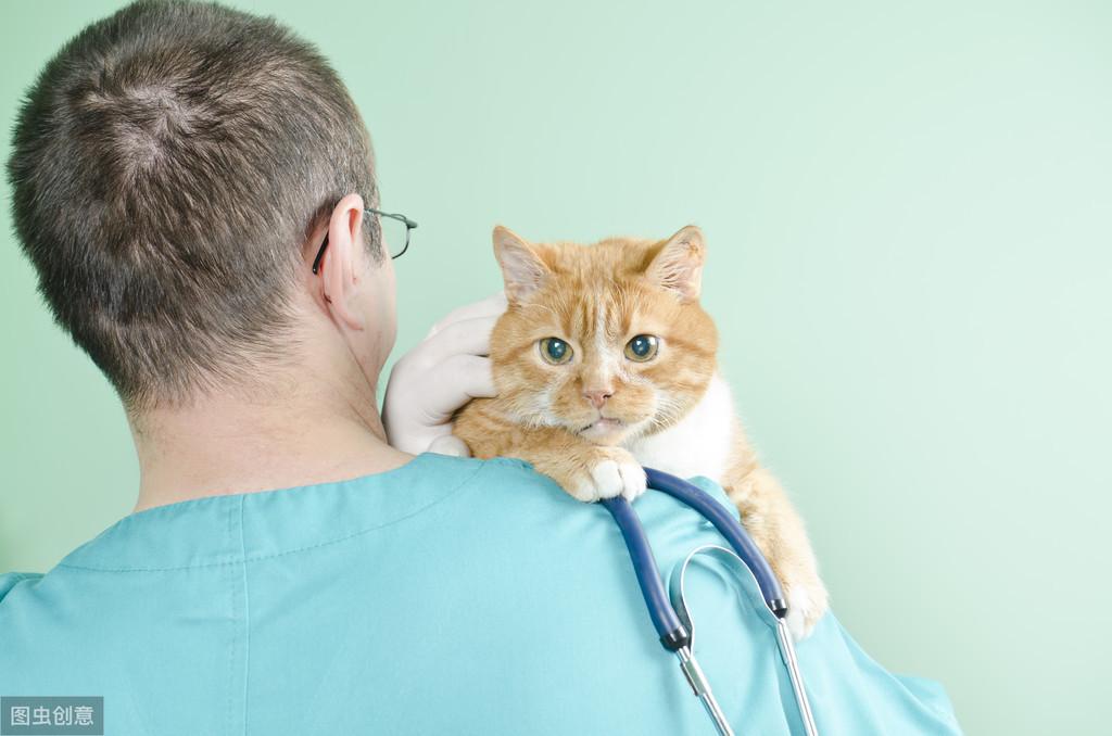 猫咪肚子突然变大是腹水吗？新手必看的救命指南