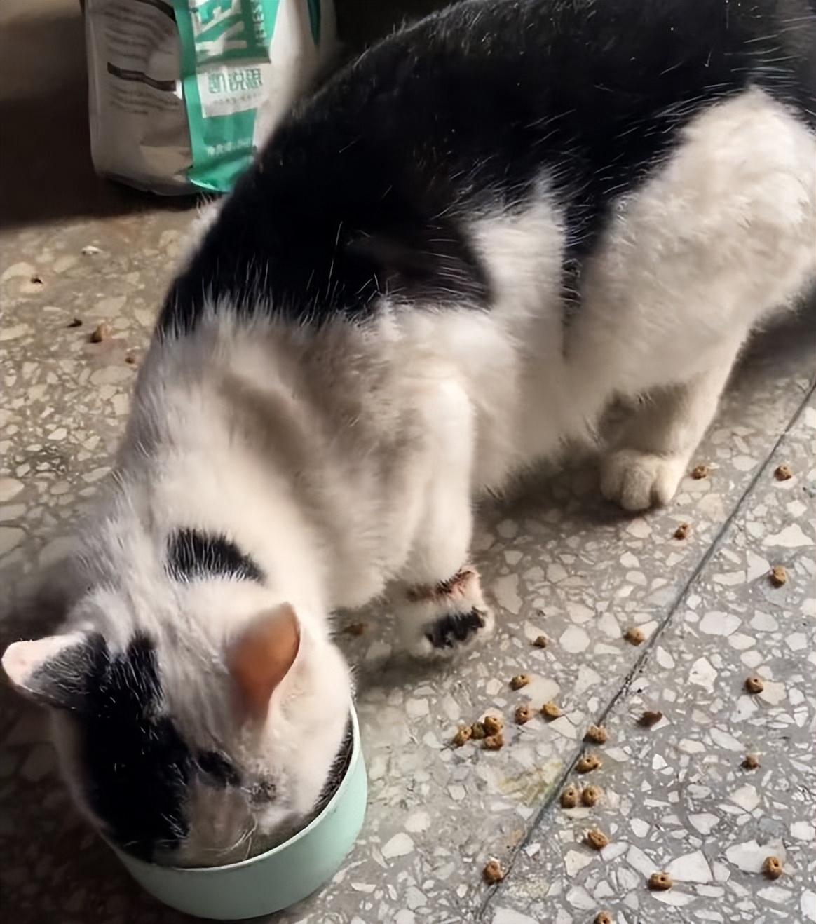 猫咪跑丢了怎么办？这些方法真的能找回来吗？