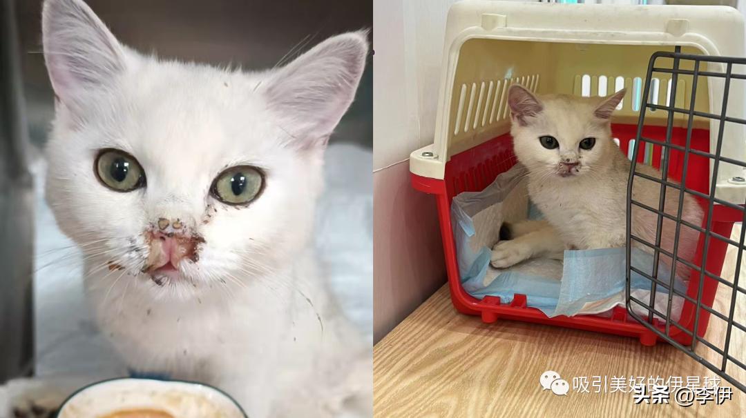 第一次养猫选什么品种?既想颜值在线又要好养活? 第一次养猫选什么品种?既想颜值在线又要好养活?