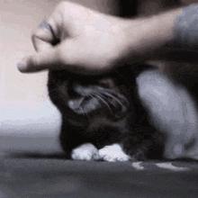 猫咪咬人改不掉？这份保命指南能救你！