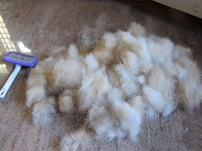 猫咪突然炸成蒲公英是为啥？新手铲屎官必看指南