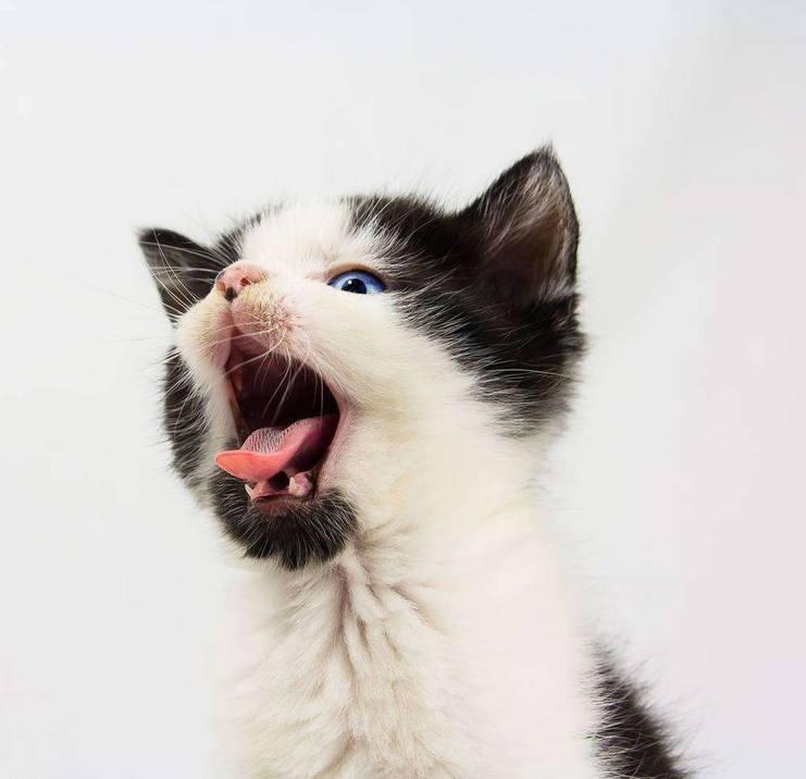 幼猫突然掉牙齿是怎么回事? 幼猫突然掉牙齿是怎么回事?