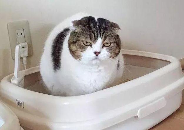 为什么看到猫咪照片就停不下来? 为什么看到猫咪照片就停不下来?