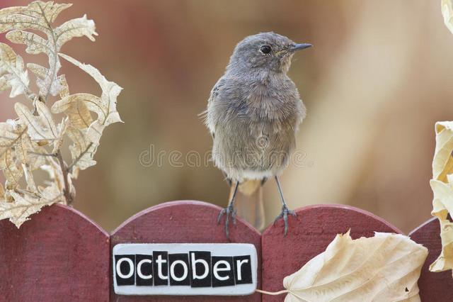 Q50申请流程复杂耗时？线上办理省7天，新手避坑指南来了