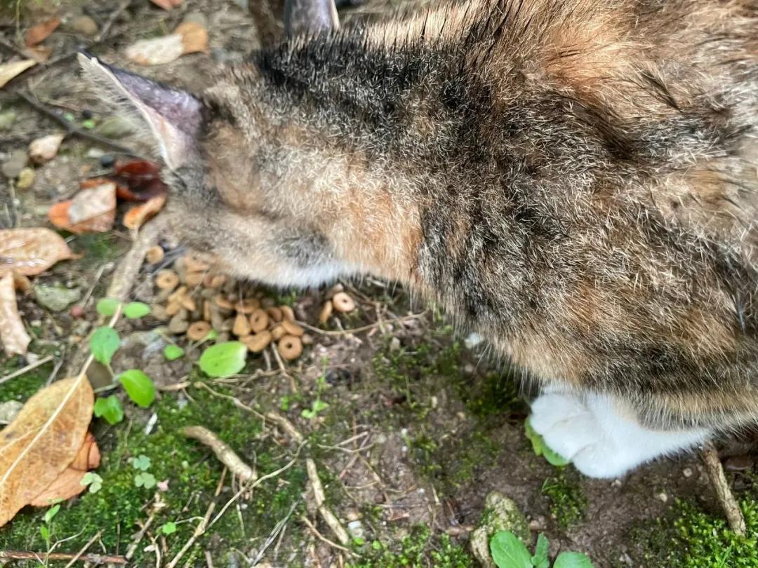 猫咪半夜狂叫是在骂主人吗？