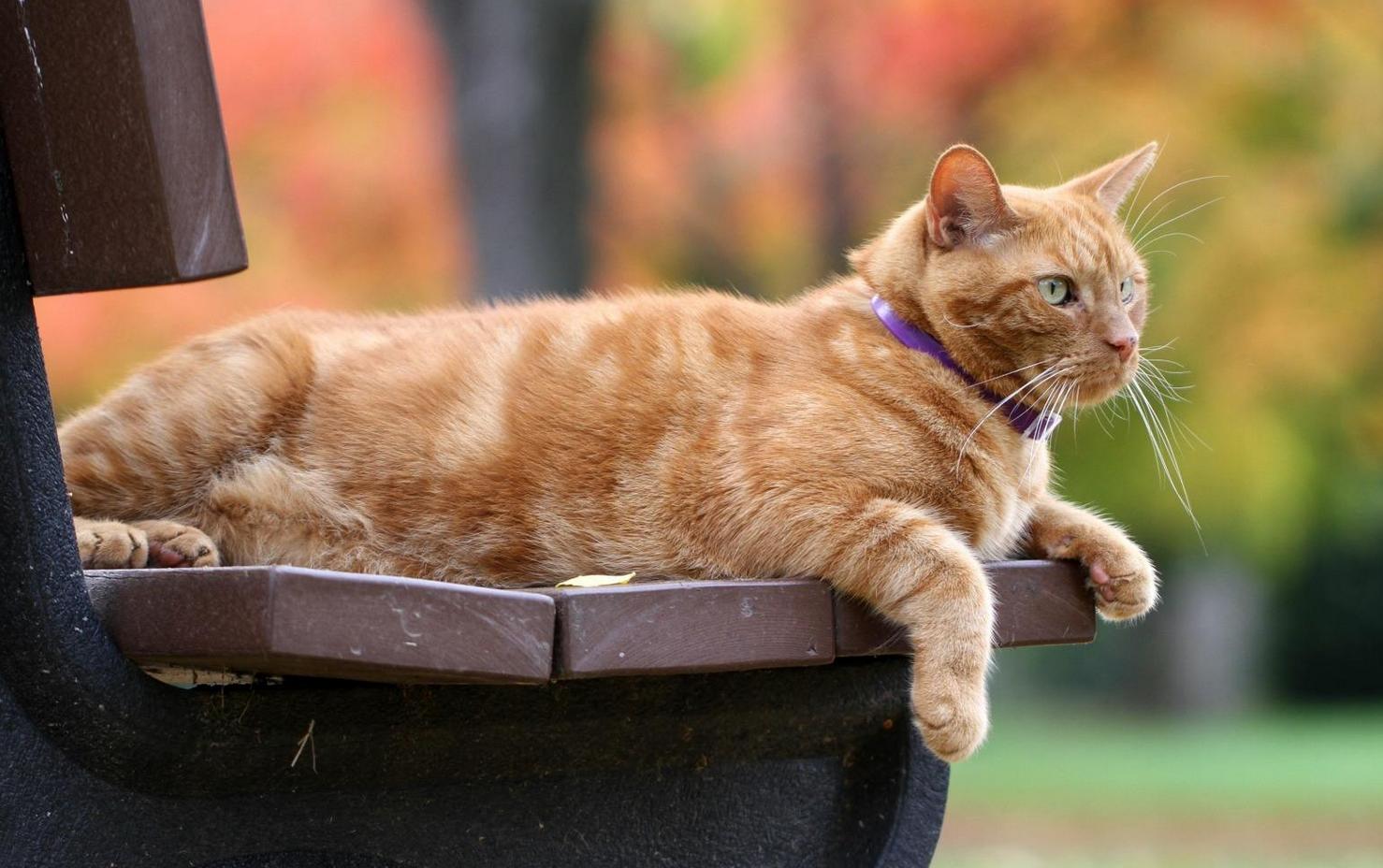 梦见当老板是什么预兆？2025年运势深度解析