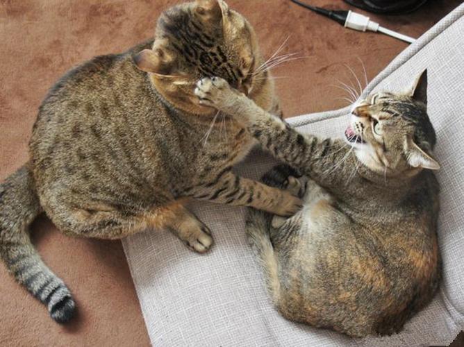 猫咪总挠耳朵还甩头？可能是它在向你求救！