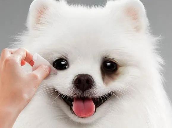 新手铲屎官如何把猫咪养成软萌棉花糖？