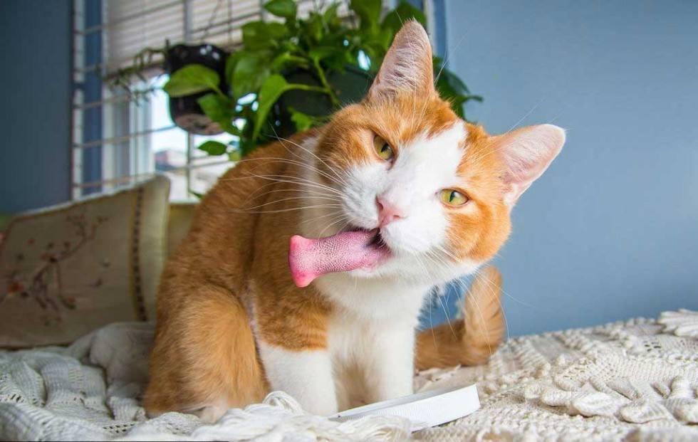 梦见腿毛浓密的心理学解析与运势指南 梦见腿毛浓密的心理学解析与运势指南