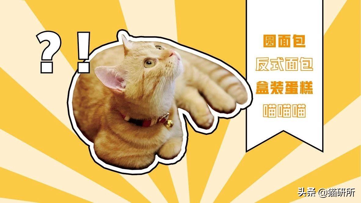 你家猫主子突然揣崽了怎么办？