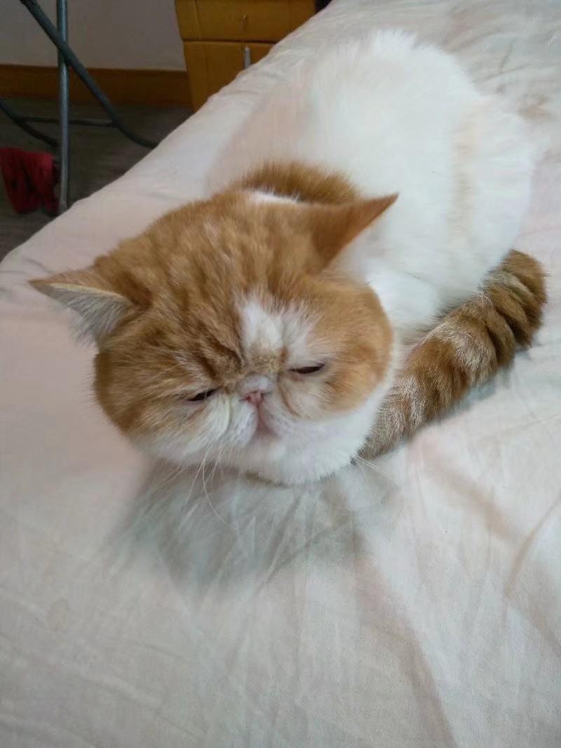 哈飞赛豹v能成为新手小白的入门神车吗？