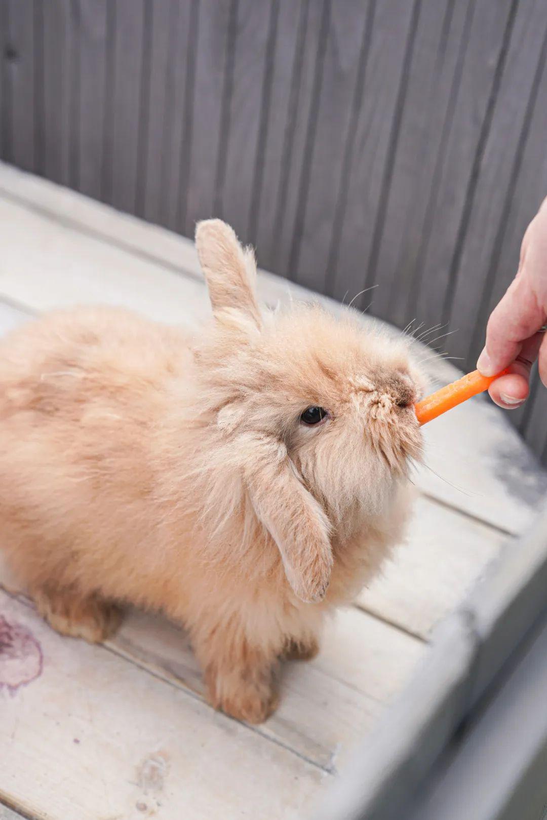 兔年宝宝到底哪个月出生能自带「开挂」属性? 兔年宝宝到底哪个月出生能自带「开挂」属性?