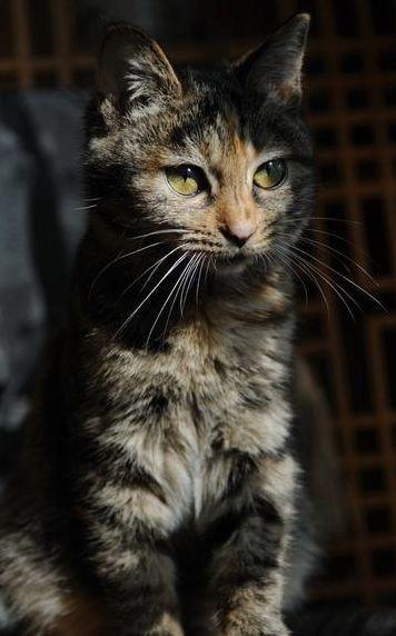 为什么你家猫的名字让老外一脸懵? 为什么你家猫的名字让老外一脸懵?