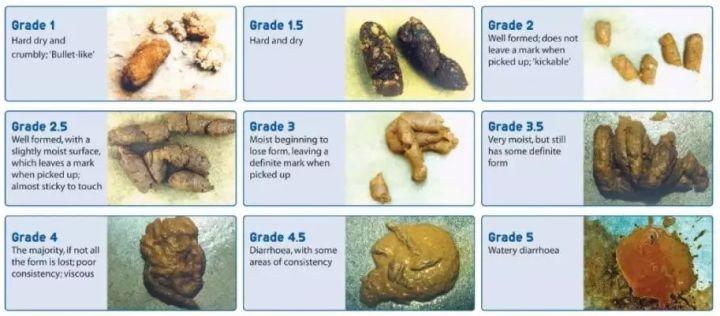 猫咪呕吐拉稀怎么办?这7个救命操作必须收藏! 猫咪呕吐拉稀怎么办?这7个救命操作必须收藏!