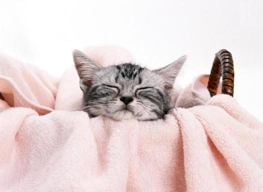 猫咪打喷嚏咳嗽是感冒了吗? 猫咪打喷嚏咳嗽是感冒了吗?