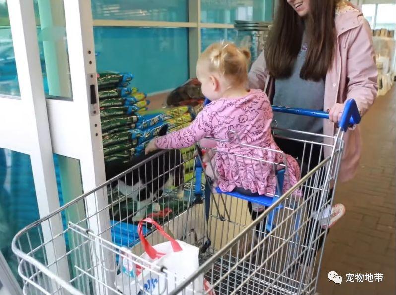 为什么你的猫咪卡通总像「买家秀」? 为什么你的猫咪卡通总像「买家秀」?