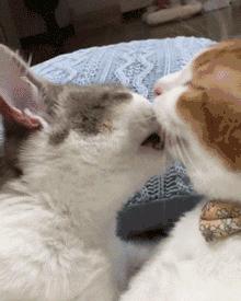 猫咪舔毛真的是因为爱干净吗？