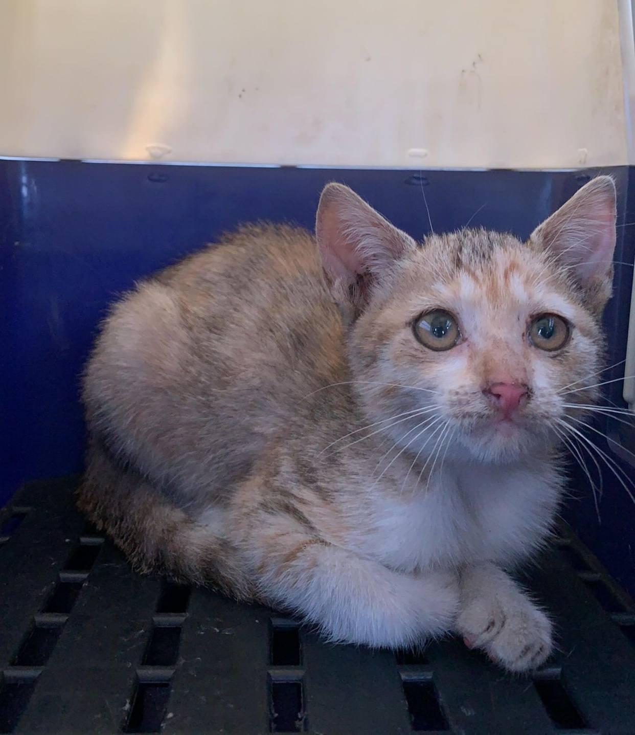 养猫新手必看!驱虫药选错真的会害死猫吗? 养猫新手必看!驱虫药选错真的会害死猫吗?