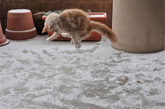 为什么你家猫总在 下雪 ? 为什么你家猫总在 下雪 ?