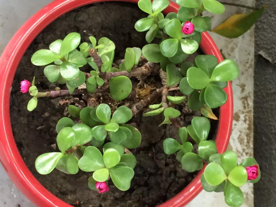 2013款斯巴鲁傲虎值得新手入手吗? 2013款斯巴鲁傲虎值得新手入手吗?