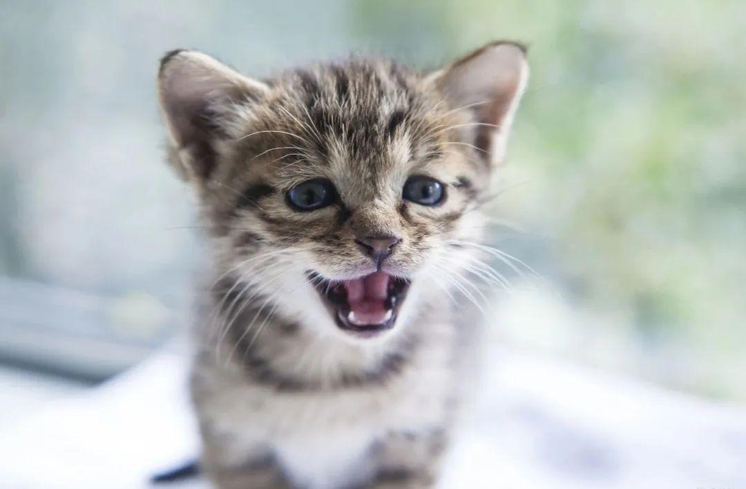 买辉腾怕被坑？这份报价避坑指南帮你省5万