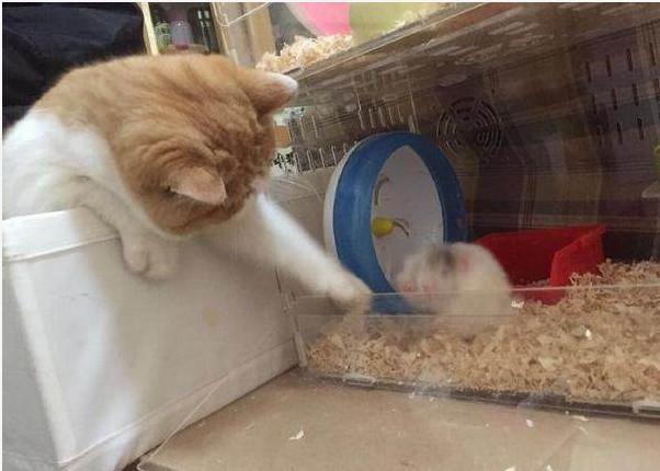 你家猫咪突然拆家是因为吃醋了吗？