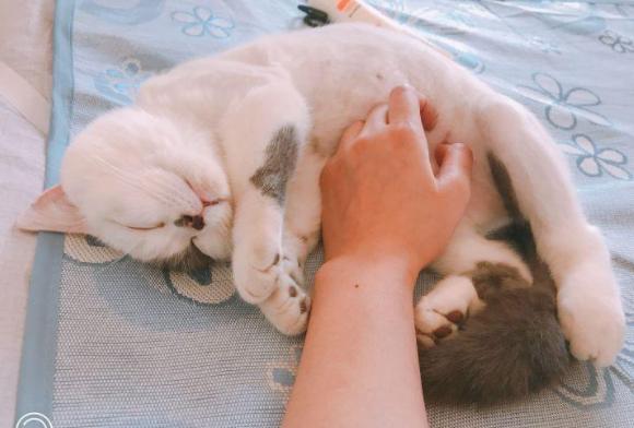 为什么你家猫主子突然变暴躁了？