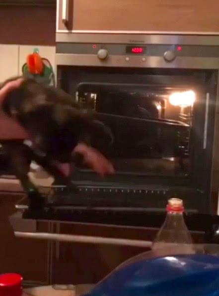 力帆320cvt真的适合刚拿驾照的新手吗？