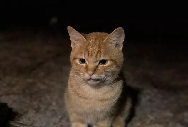 加猫咪群真的能治好你家猫的怪毛病吗？