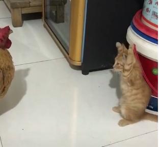 猫咪整天嗷嗷叫到底在闹哪样? 猫咪整天嗷嗷叫到底在闹哪样?