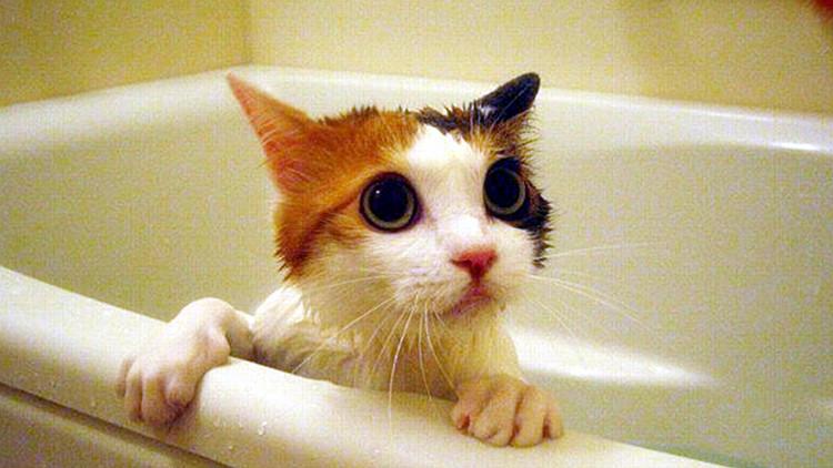 猫咪发烧真的会烧到40度吗？