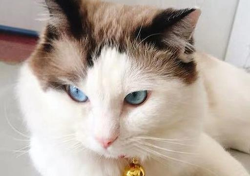 梦见胸口被刀刺流血预示什么？解梦师破解3大生命密码