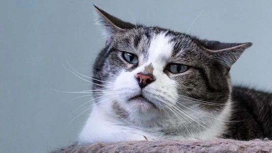 养公猫真的会得前列腺炎吗? 养公猫真的会得前列腺炎吗?