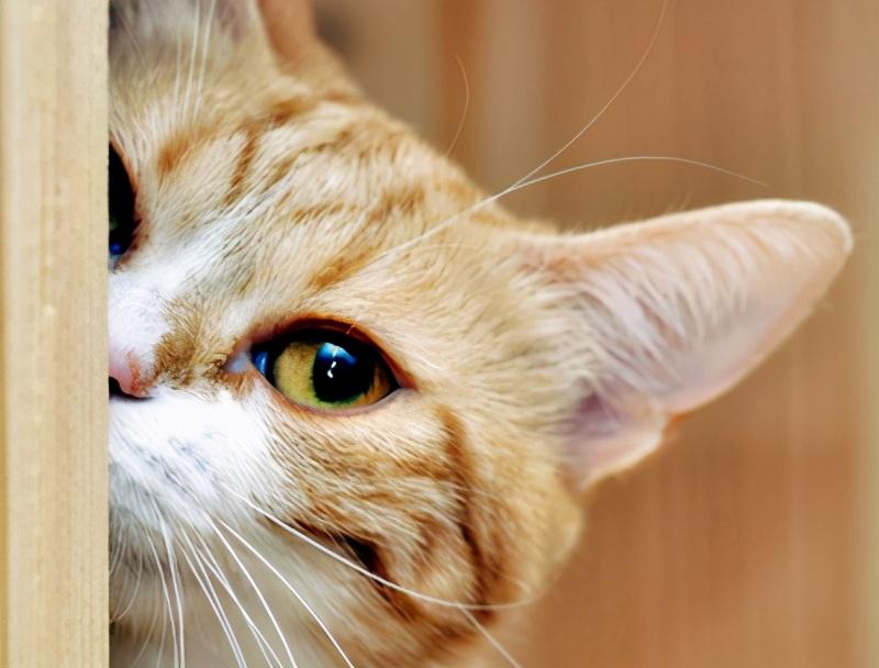 猫咪总挠耳朵还甩头？可能是它在向你求救！