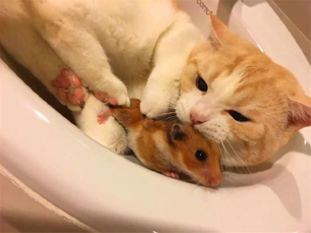 猫咪疯狂舔毛是生病了吗？