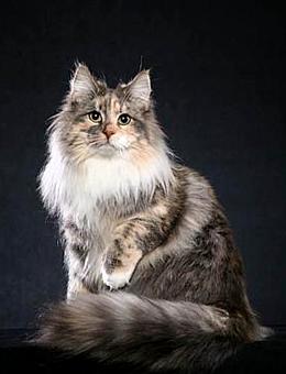 猫咪为什么总在打呼噜？这正常吗？