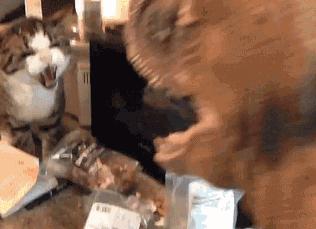 你家猫主子总把你当空气?这个神器能让你晋升 猫语十级 高手! 你家猫主子总把你当空气?这个神器能让你晋升 猫语十级 高手!