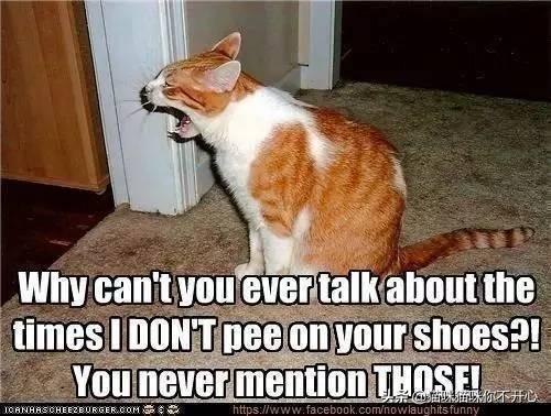 猫咪尿血是不是要死了?新手必看止血指南 猫咪尿血是不是要死了?新手必看止血指南