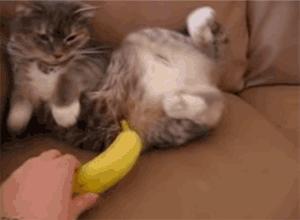 猫咪听音乐真的会变乖吗? 猫咪听音乐真的会变乖吗?